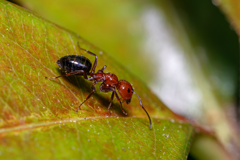 Fourmi (Formica exsectoides) 