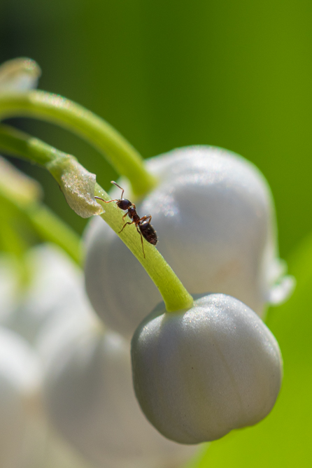 Fourmi sur une clochette de muguet 