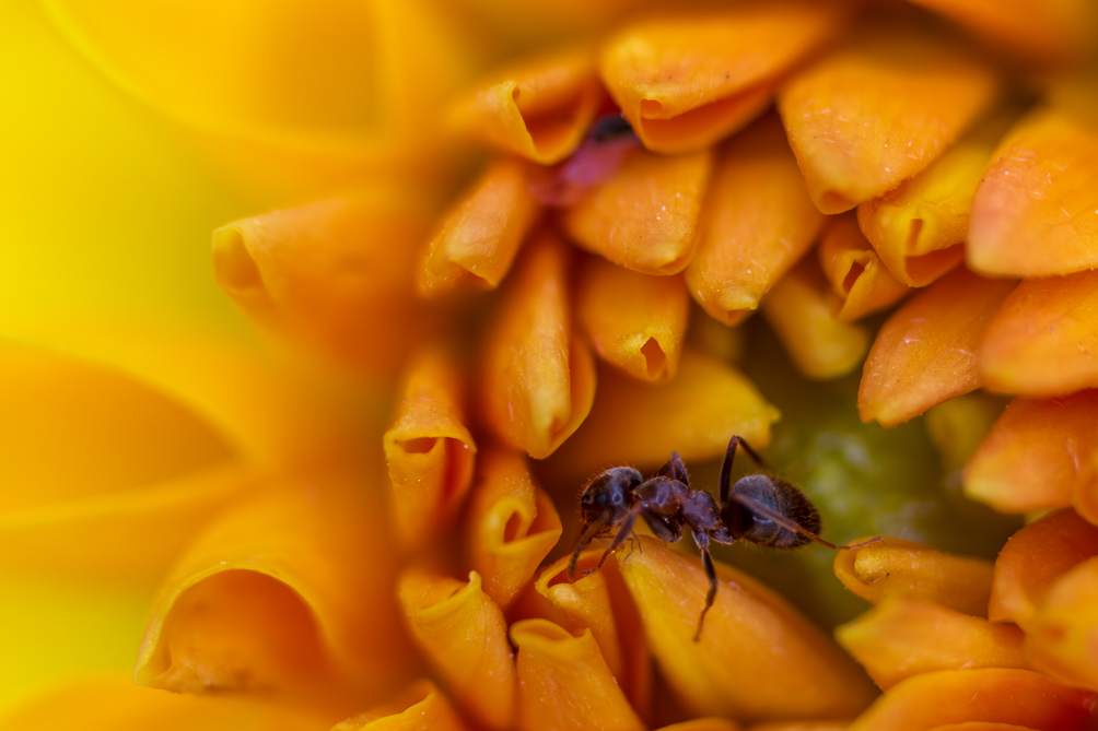 Fourmi noire des jardins 