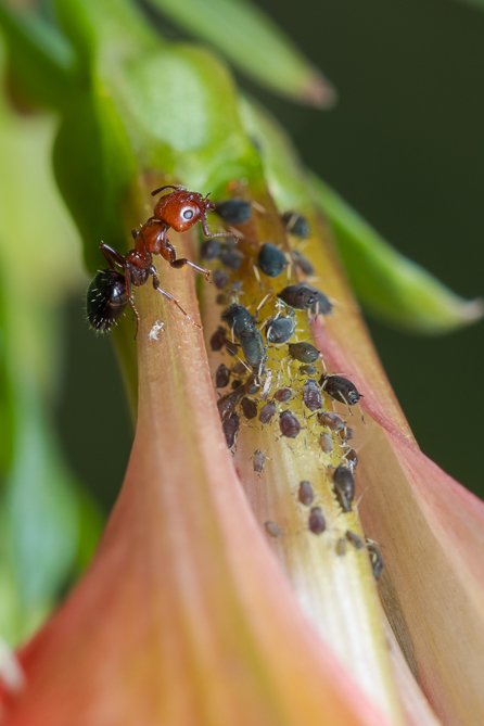 Fourmi et Pucerons 