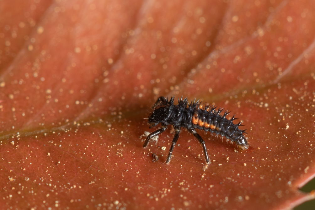 Larve de coccinelle asiatique 