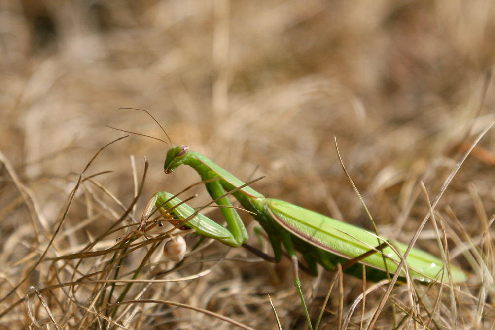 Mante religieuse (Mantis religiosa) 