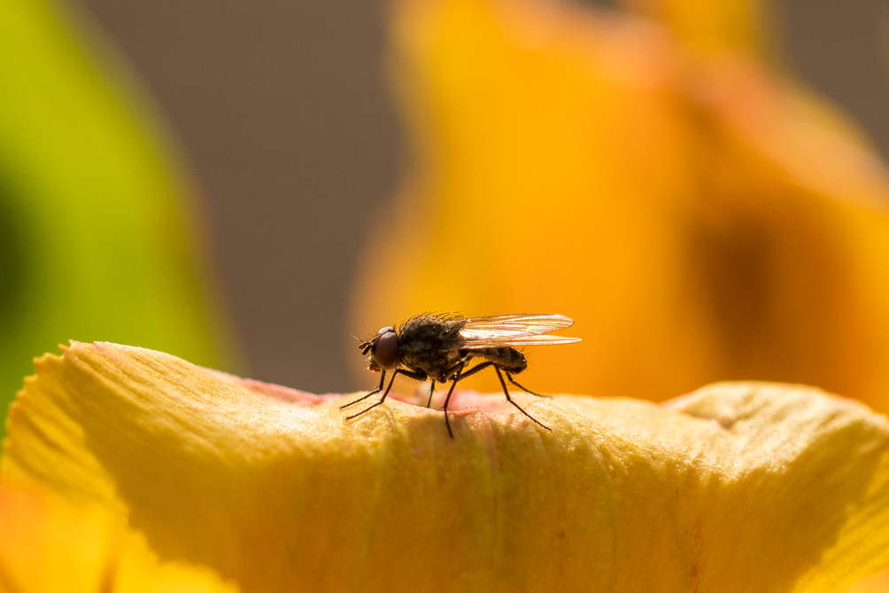 Mouche domestique (Musca domestica) 