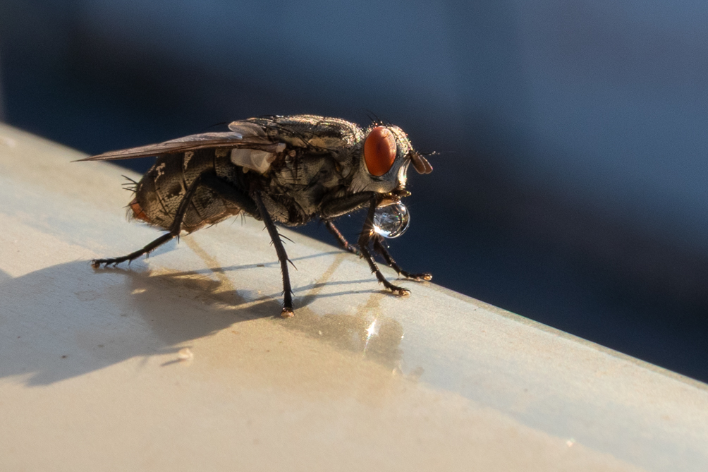 Mouche grise (Sarcophaga carnaria) 