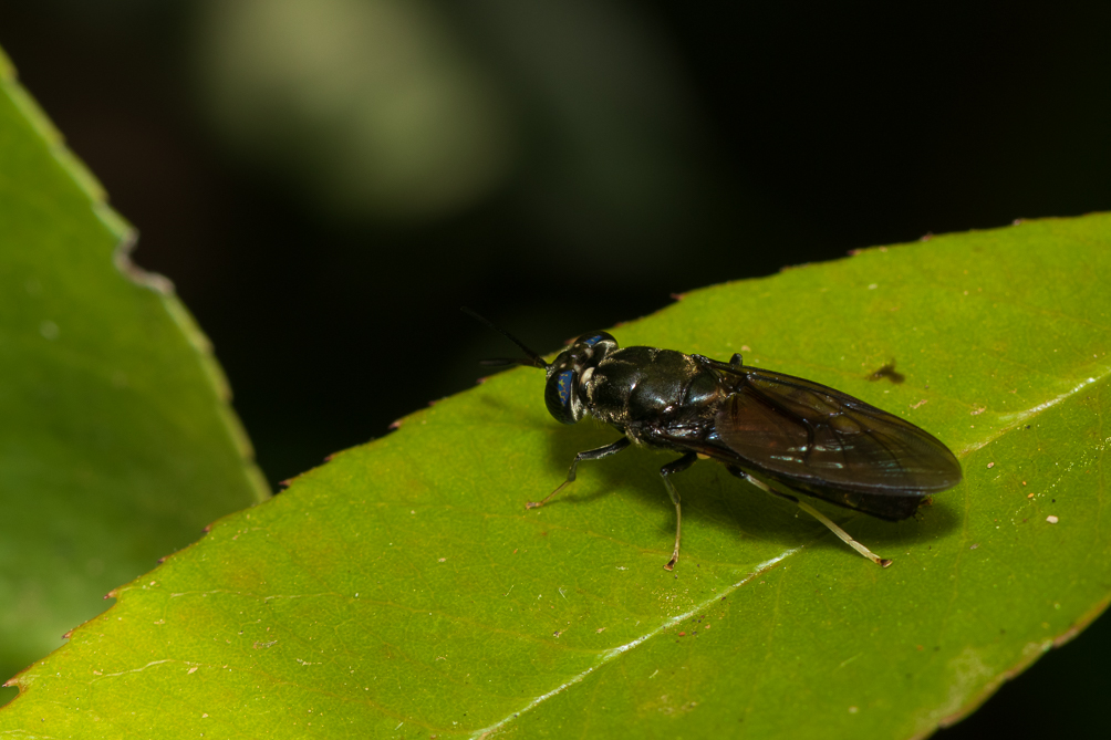 Mouche soldat noire (Hermetia illucens) 