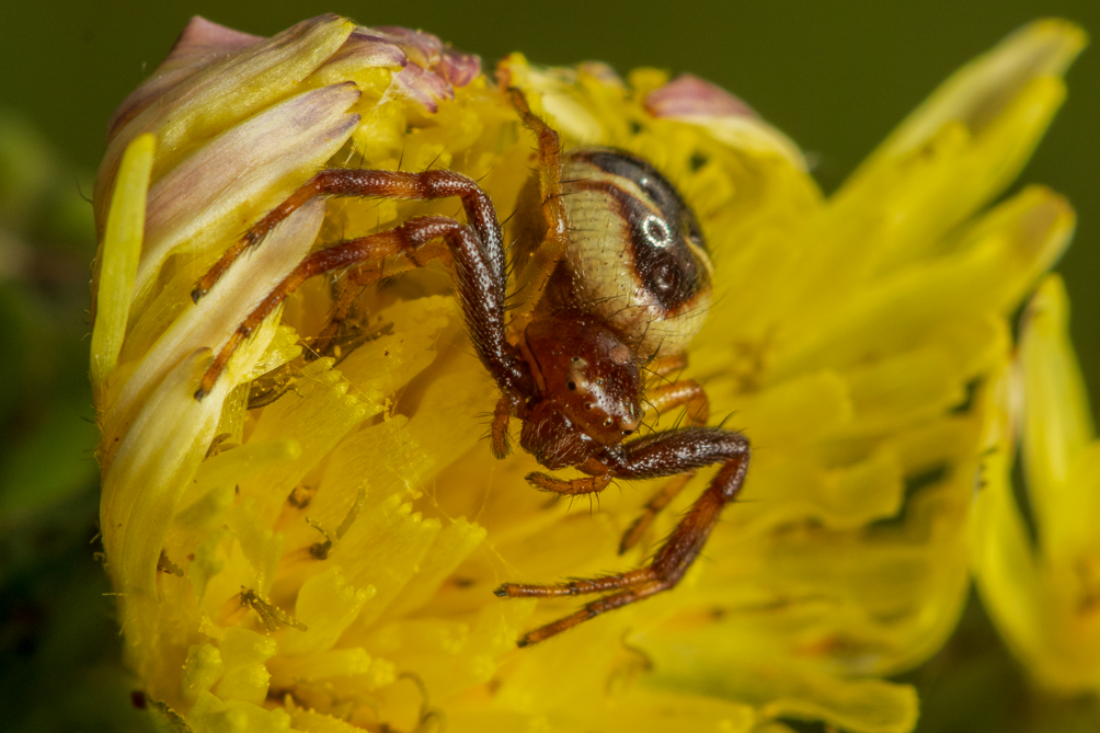 Thomise globuleuse (Synema globosum) 