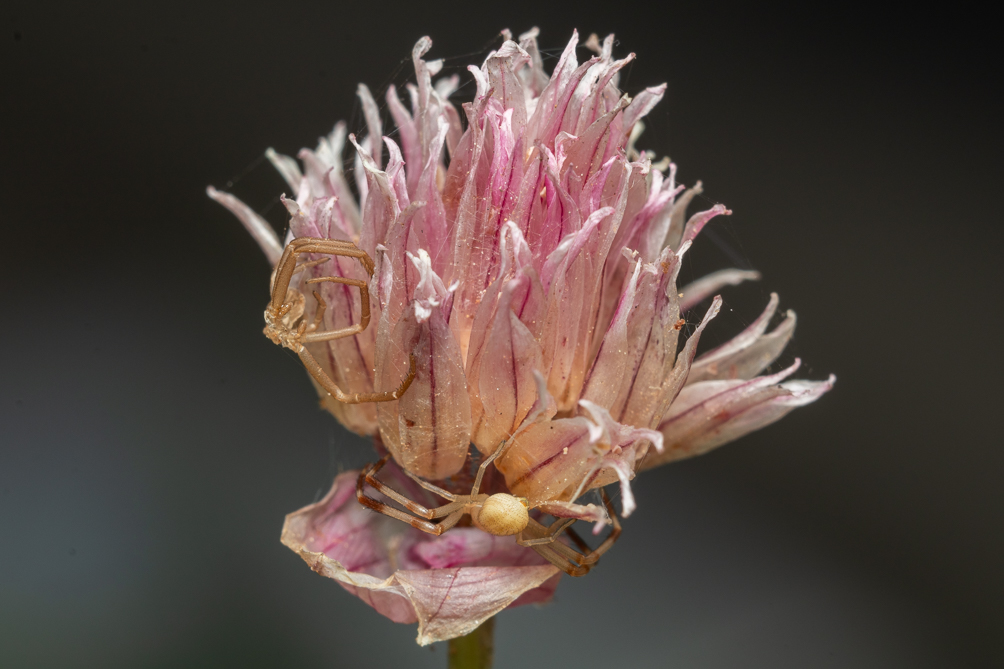Thomise variable (Misumena vatia) 