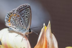 L'Azuré du Genêt (Plebejus idas )
