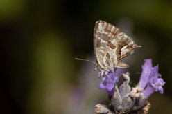 Brun du pélargonium (Cacyreus marshalli Butler)