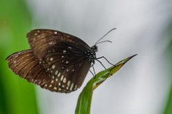 Euploea core
