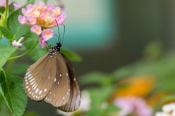 Euploea core