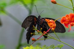 Machaon rouge-gorge (Papilio alcmenor)