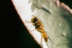 Syrphe ceinturé (Episyrphus balteatus)