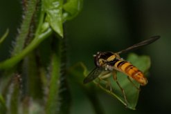 Syrphe porte-plume (Sphaerophoria scripta)