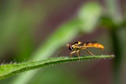 Syrphe porte-plume (Sphaerophoria scripta)