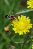 Syrphe pyrastre (Scaeva pyrastri)