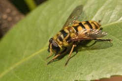 Syrphe tête de mort (Myathropa florea)
