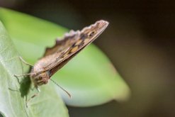 Tircis (Pararge aegeria)