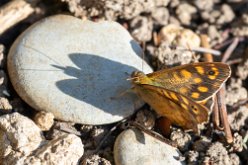 Tircis (Pararge aegeria)