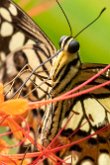Voilier échiquier (Papilio demoleus)
