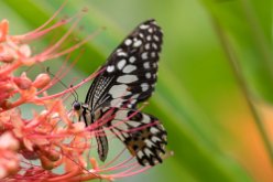 Voilier échiquier (Papilio demoleus)