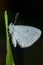 Azuré des nerpruns (Celastrina argiolus)