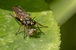 Cyrtopogon (mouche)