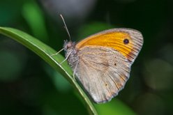 Myrtil (Maniola jurtina)