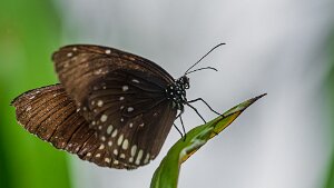 Insectes
