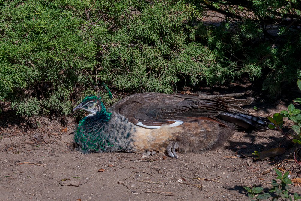Paon bleu femelle Paon bleu femelle au Château Saint-Georges de Lisbonne