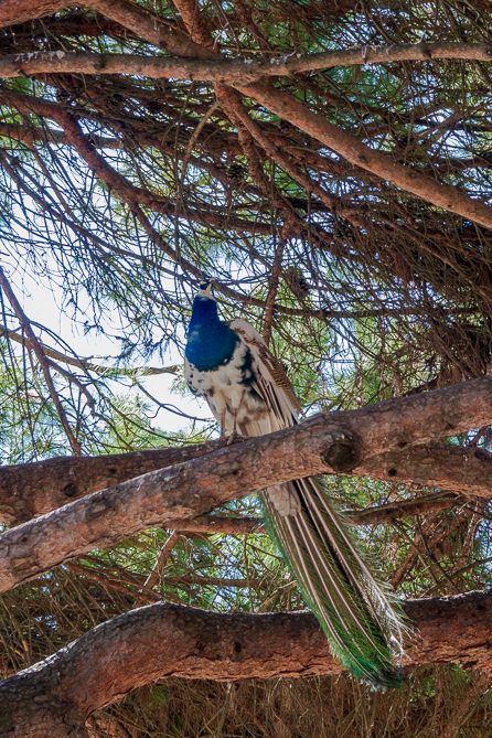 Paon dans un arbre Paon bleu dans un arbre du Château Saint-Georges de Lisbonne