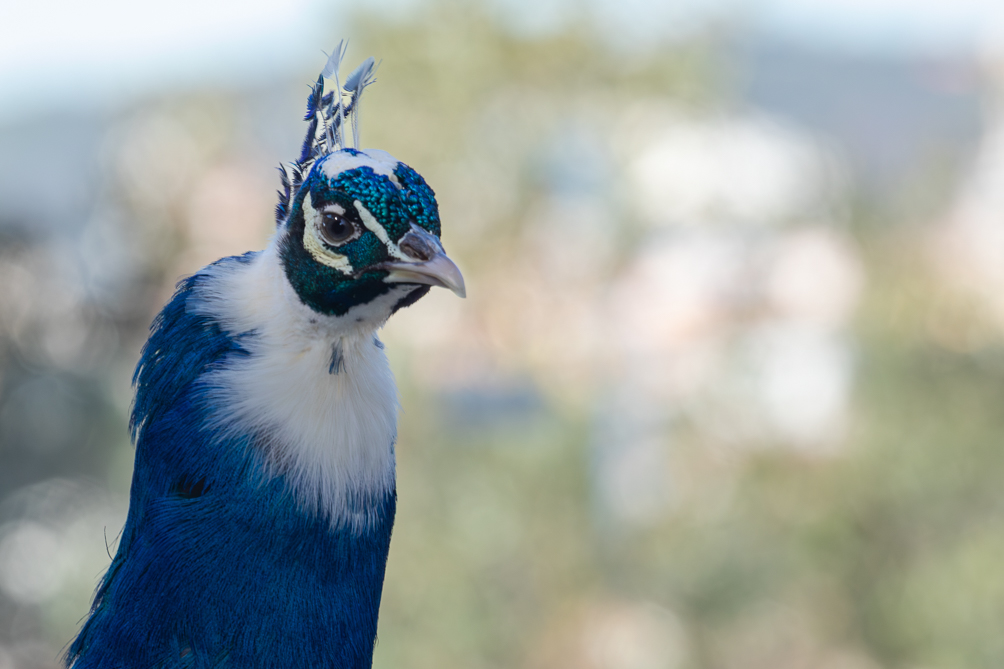 Paon bleu male Paon bleu au Château Saint-Georges de Lisbonne