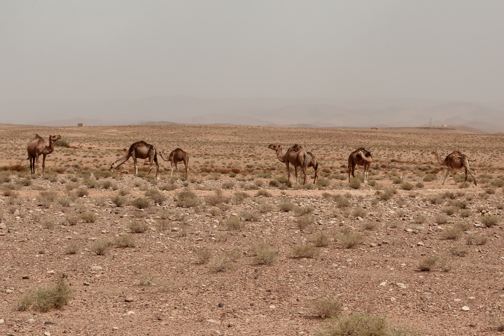 IMG_0136-Avec accentuation-Bruit 