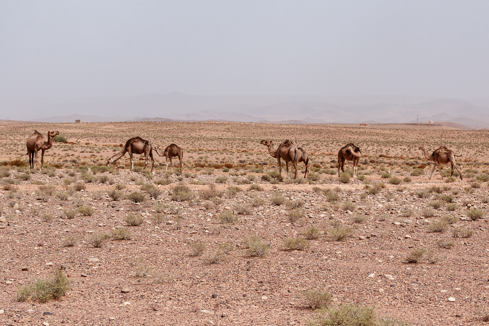Dromadaires sur la route du désert 