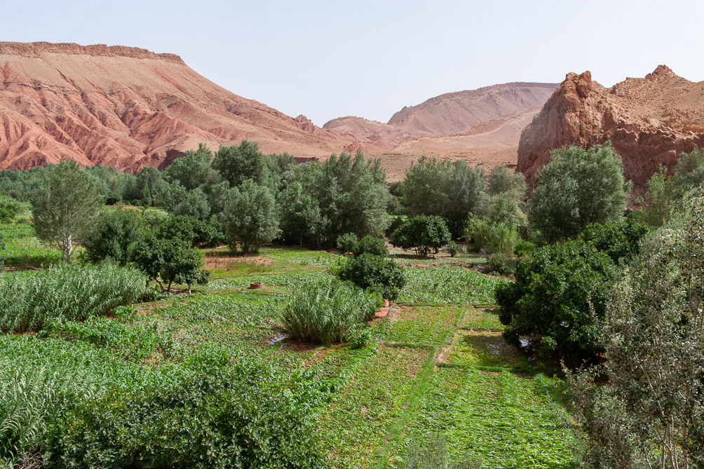 Oasis gorge du Dades 