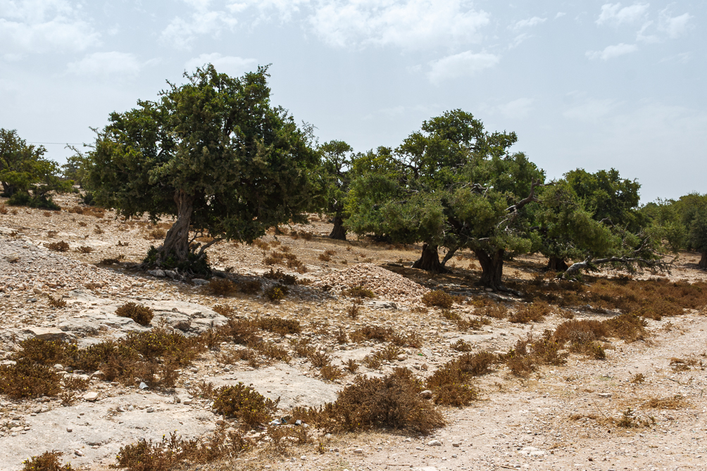 Oliviers sur la route du désert 