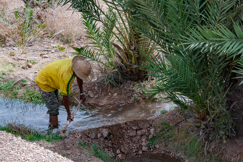 irrigation dans une oasis 