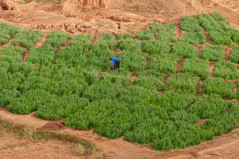 agriculture sud marocains 