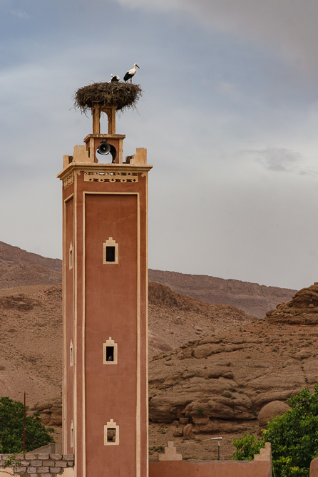 Cigogne dans la Vallée de Dades 