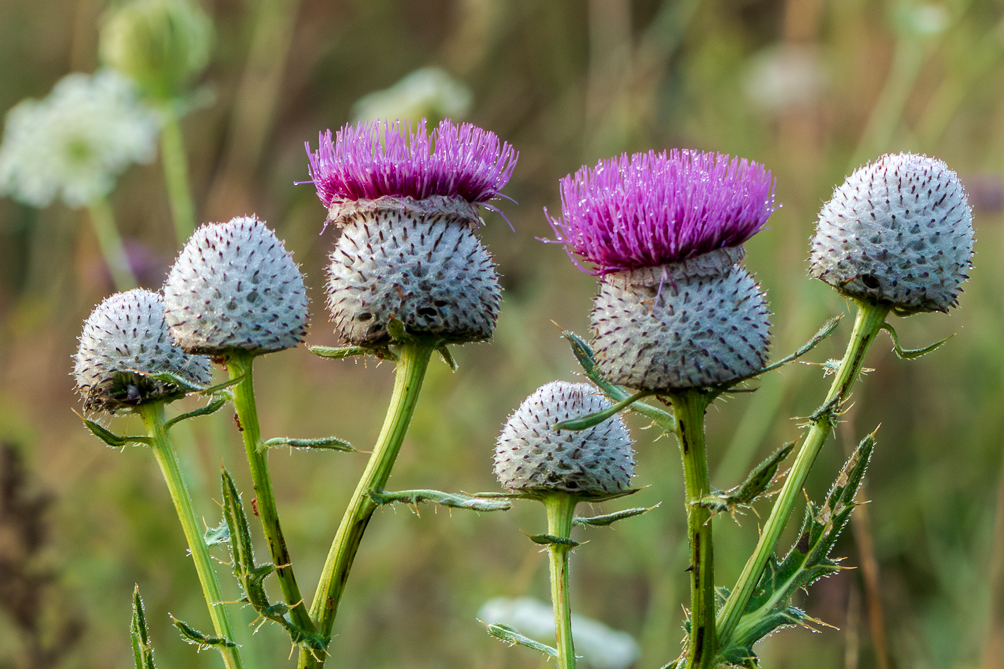 Cirse laineux Cirse laineux, chardon dans un champ en Croatie