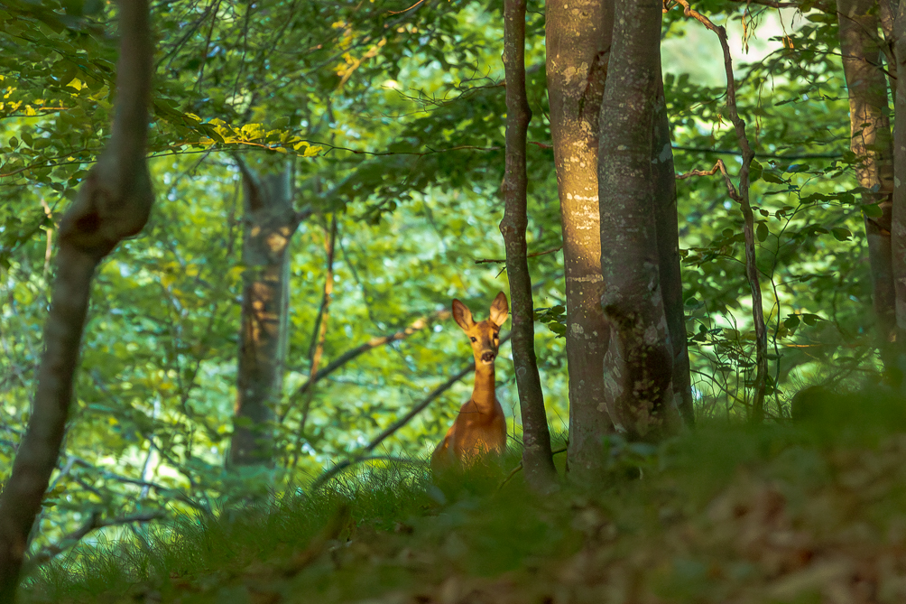 Chevreuil Chevreuil au petit matin, à la lisière d'une foret croate