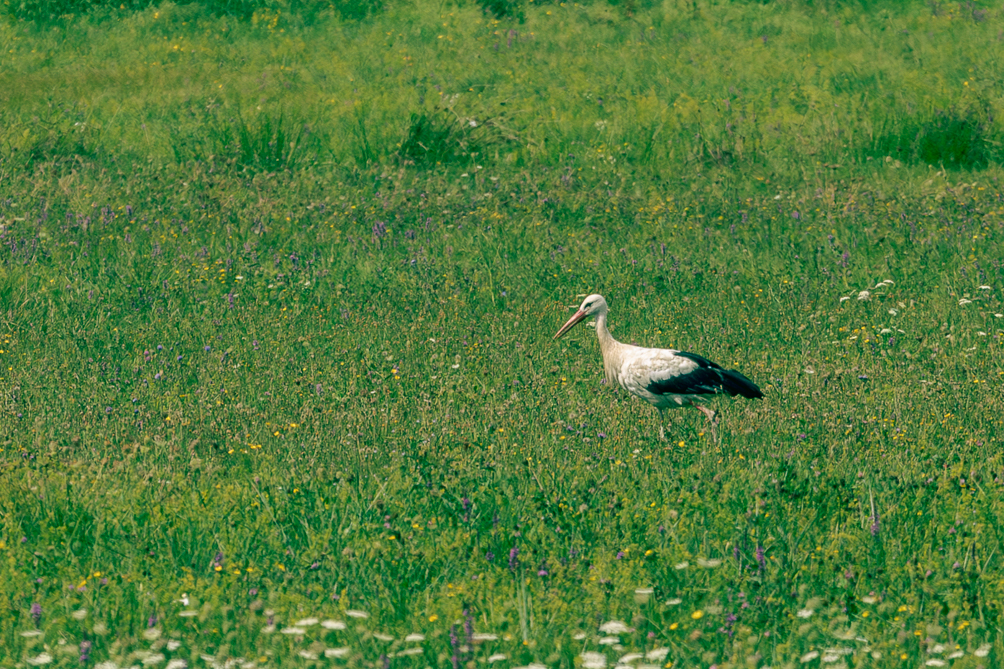 Cigogne blanche Cigogne blanche dans la campagne slovène