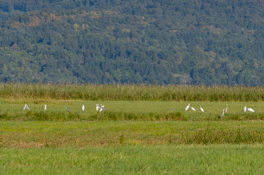 Grandes aigrettes Grandes aigrettes dans la campagne slovéne