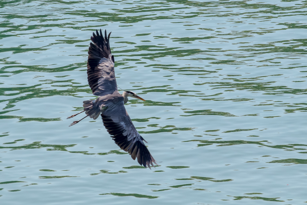 Héron cendré en vol Héron cendré en vol sur la riviere Mincio à Peschiera del Garda