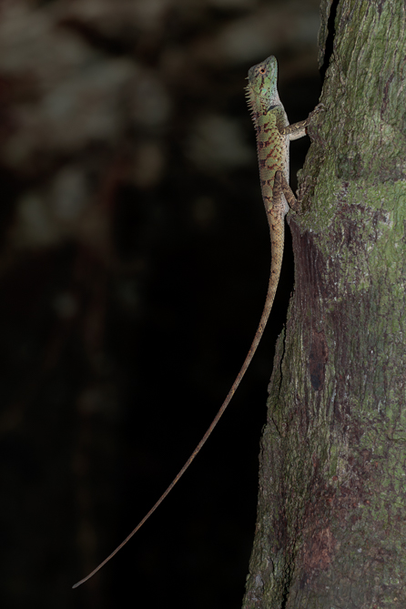 Agame arlequin Agame arlequin dans la jungle de Ko Pha-ngan