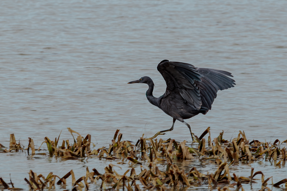 Envol d'une aigrette sacrée Envol d'une aigrette sacrée à Ko Pha-ngan, ile du sud de la Thaïlande