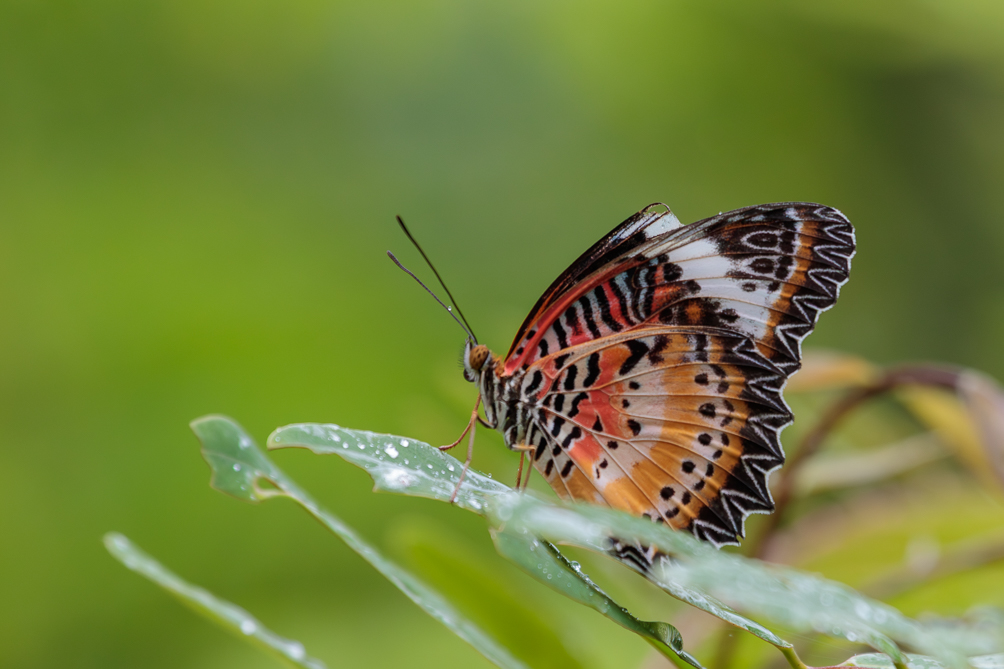 Cethosia cyane Cethosia cyane au nord de la Thaïlande