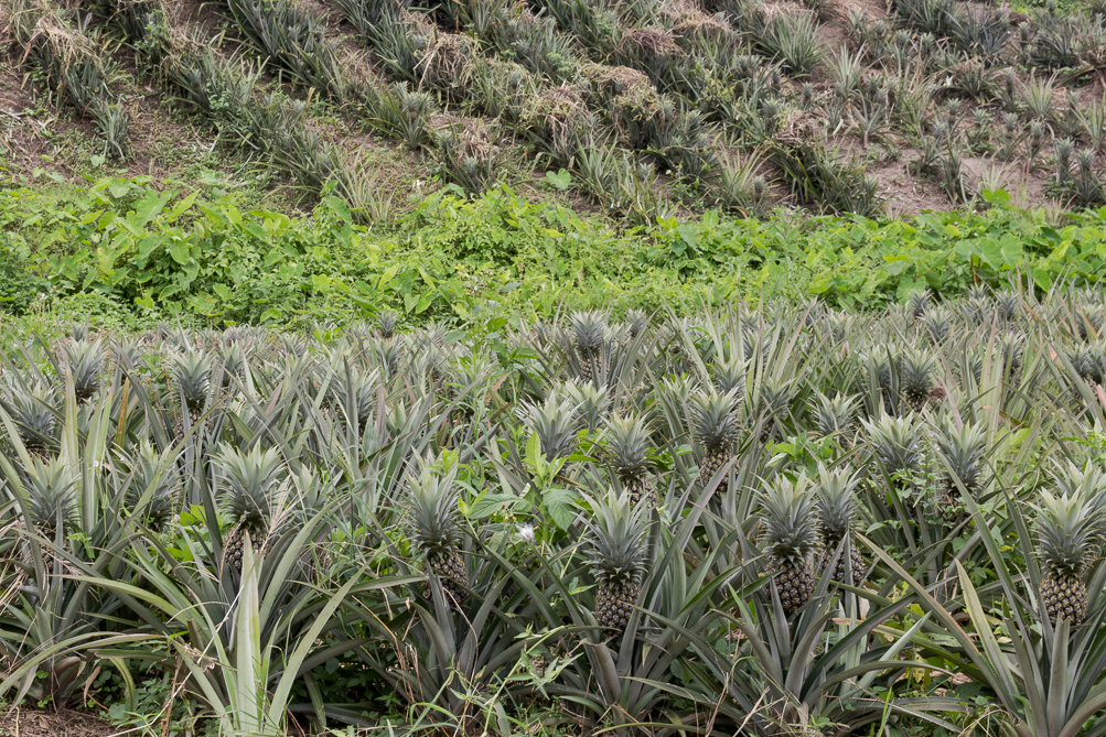 Culture d'ananas Culture d'ananas dans le nord de la Thaïlande