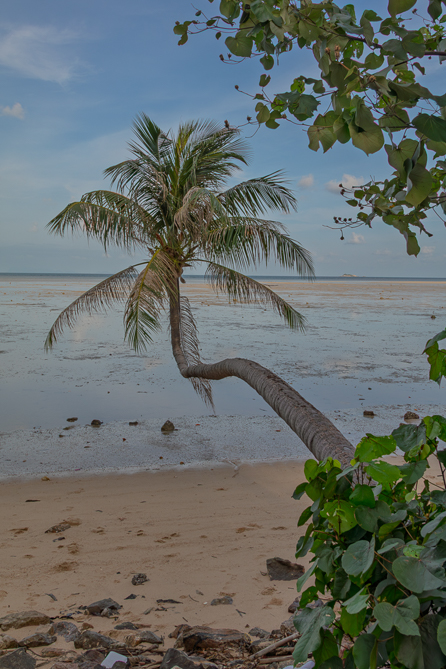 Cocotier sur la plage Cocotier couché sur la plage de Ko Pha-ngan