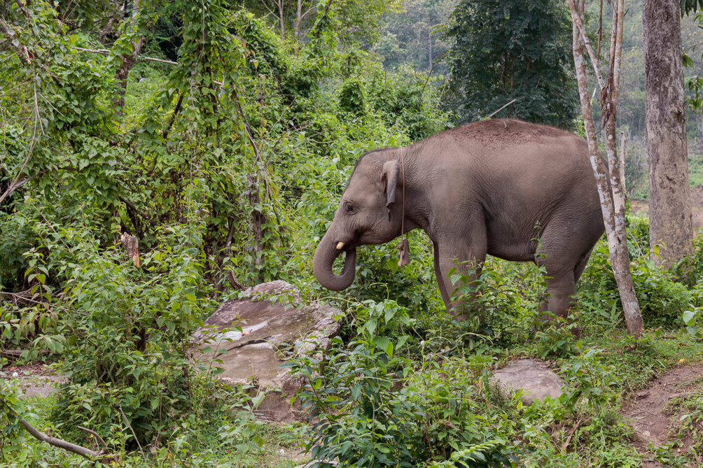Eléphanteau Sanctuaire des éléphants de Chiang Mai